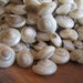 see more listings in the Seashells/Starfish section