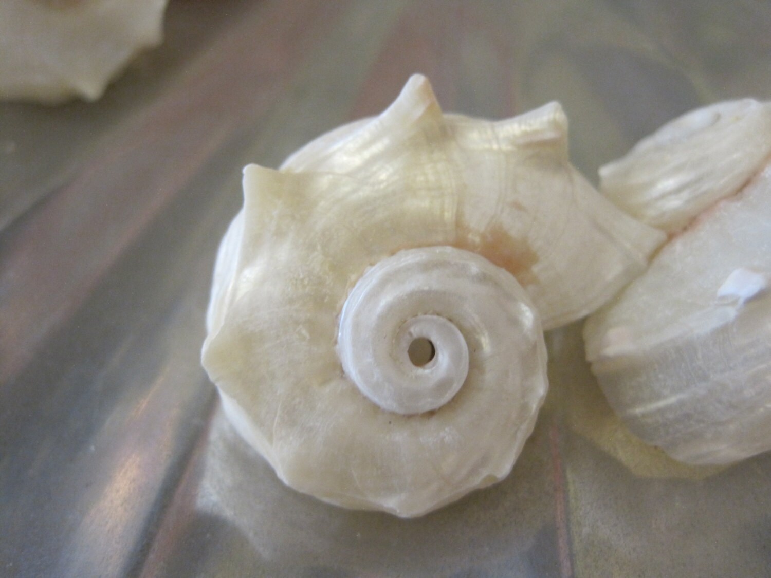 Delphinula Shell Pearl Delphinula Shells - (6 PC) - Delphinula Shells - Creamy Polished ...