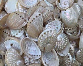 Imperfect Bulk Abalone Shells - Bulk Abalone Shells - Seashell Supply - Beach Wedding - Craft Seashells - Coastal Home Decor - Vase Fillers