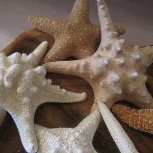 Mixed 6 PC Starfish Collection White Starfish Knobby Sugar Natural Starfish Seashells Coastal home decor Shell Supply image 3