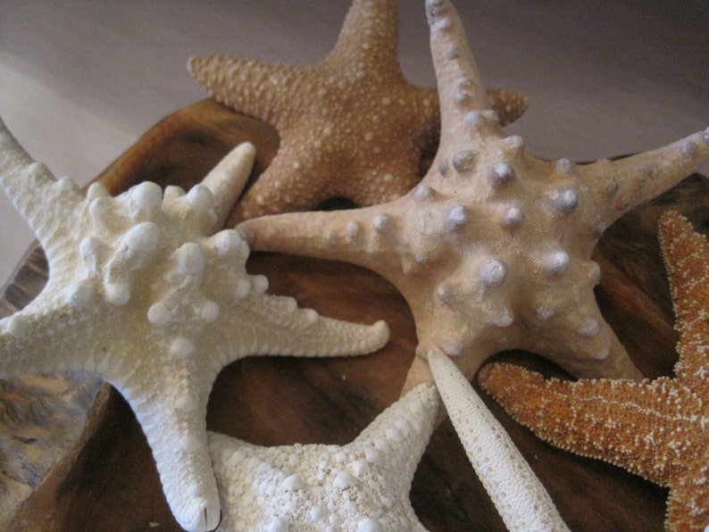 Mixed 6 PC Starfish Collection White Starfish Knobby Sugar Natural Starfish Seashells Coastal home decor Shell Supply image 3