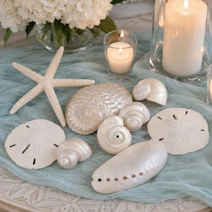 Collectie witte schelp bruiloft sampler - natuurlijke schelpen - schelpen - woondecoratie kust - Seashell Supply