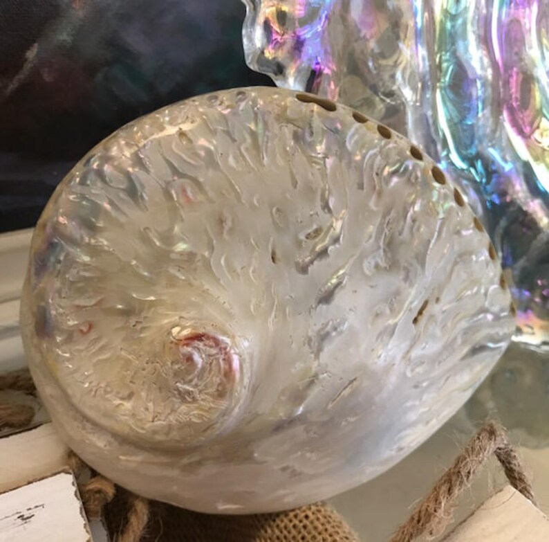 Creamy white Abalone Seashell 1 Large Abalone Shell Etsy