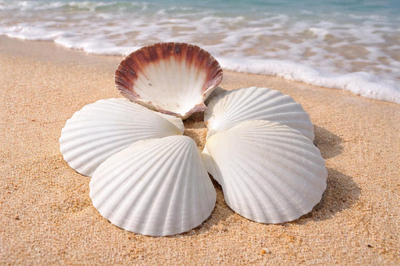 May include: A collection of white scallop shells arranged in a circle on a sandy beach. One shell has a brown and white interior. The background shows the ocean and the shoreline.