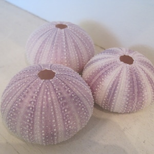 Beach Decor Purple Sea Urchins 3 pc Natural Seashells Coastal home decor Seashell Supply image 4