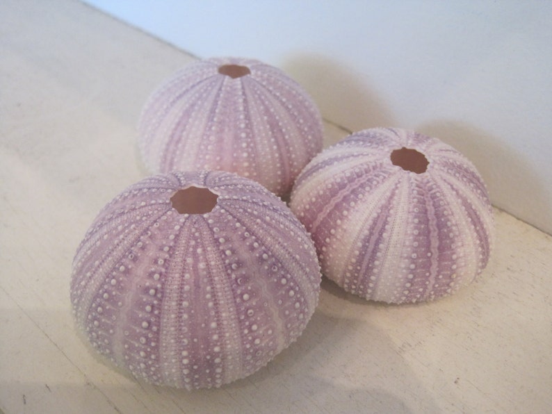 Beach Decor Purple Sea Urchins 3 pc Natural Seashells Coastal home decor Seashell Supply image 4