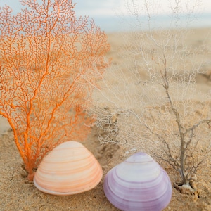 Lila und Orange Muscheln Set - Muscheln - Bunte Muscheln - Hochzeiten - Küsten Wohnkultur - Strand Haus Dekor - Nautisch