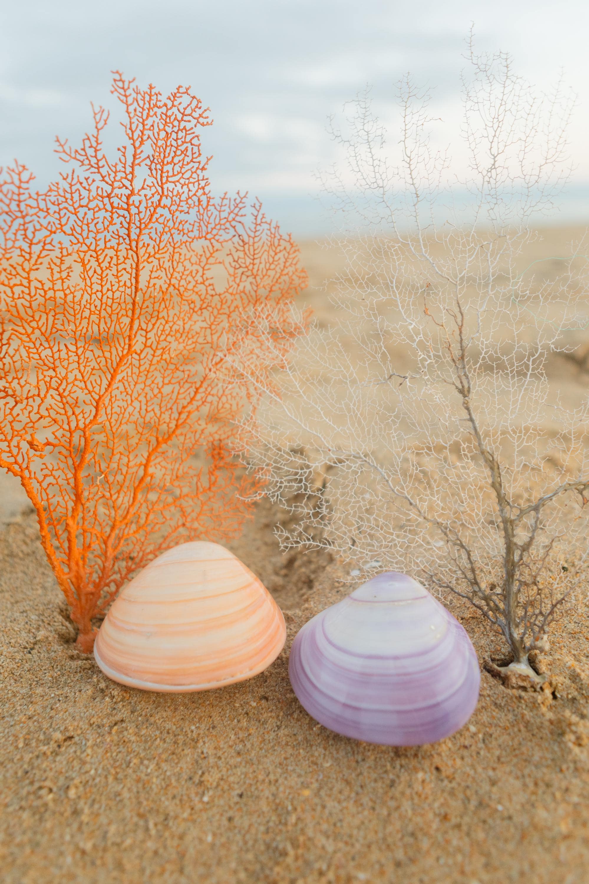 Purple and Orange Whole Clam Shell Set - Specimen Shells