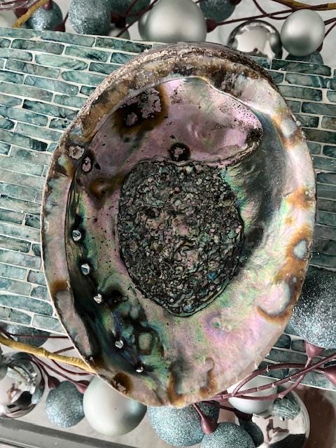 XLレインボーピンクアワビ貝殻（1個） - 大型アワビ貝殻アワビ - 貝殻