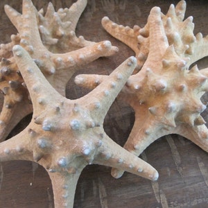 Beach Decor Natural Knobby Starfish 5&quot; - 6&quot; (1 PC) - Starfish - Seashells - Seashell Supply - Coastal Home Decor - Beach Decor - Nautical
