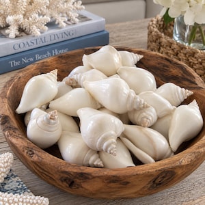 White Canarium Shells (6 pcs) - White Seashells - Beach Wedding - Craft Seashells - Coastal Home Decor - Frames - Mirrors - Vase Fillers