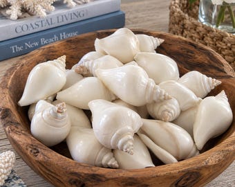 May include: A collection of smooth, off-white spiral seashells piled inside a rustic, dark brown wooden bowl. The shells feature pointed tips and curved, tapered bodies with a polished finish, creating a dense cluster of natural marine decor.