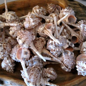 Murex Haustellum Shells (6) - Seashells - Seashell Supply - craft seashells, Beach Wedding
