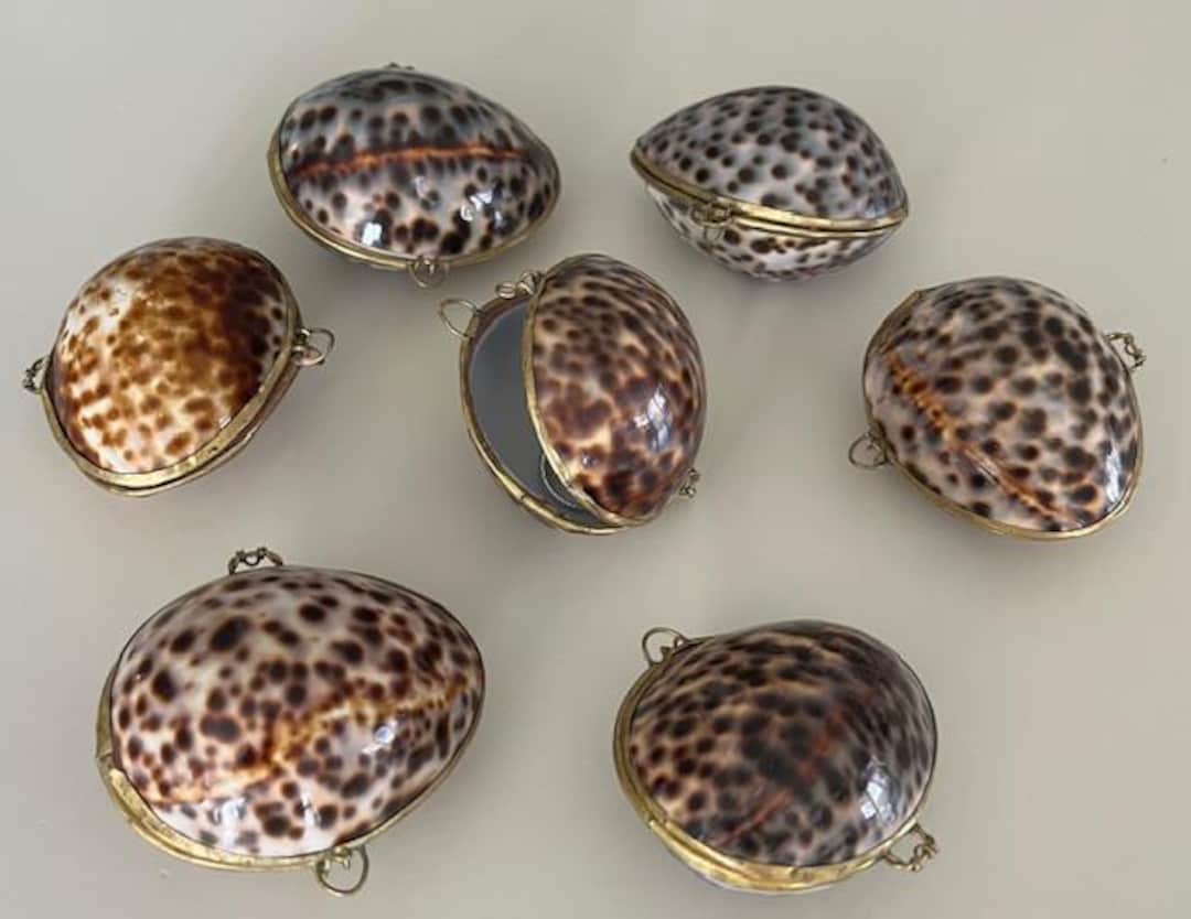 Shell Box - Seashell Ring Box /pill/coin Purse - Tiger Cowrie Ring Box ...