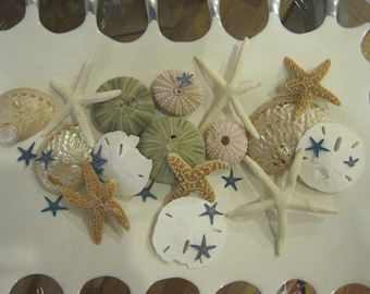 Mixed Shell and Starfish Crafter's "Seconds" Collection (20 pcs) - Crafts - Shell Crafts - Seashell Supply - Starfish - Coastal Home Decor