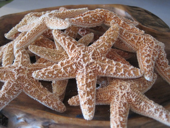 Starfish 6 Brown Sugar Starfish 2-3 for Crafts and Decor