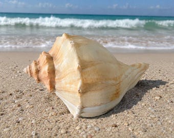 Stranddecoratie rechtshandige wulkschelp - wulkschelp - woondecoratie kust - schelpen - grote schelp - schelpenvoorraad - displayschaal