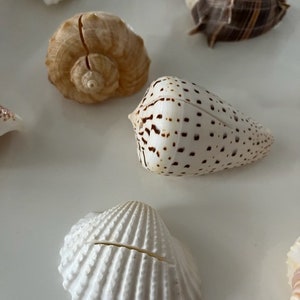 Seashell Place Card Holders 10/20/50/100 Beach Weddings Bridal Showers Parties Baby Showers Engagement Dinner Party Cards image 5