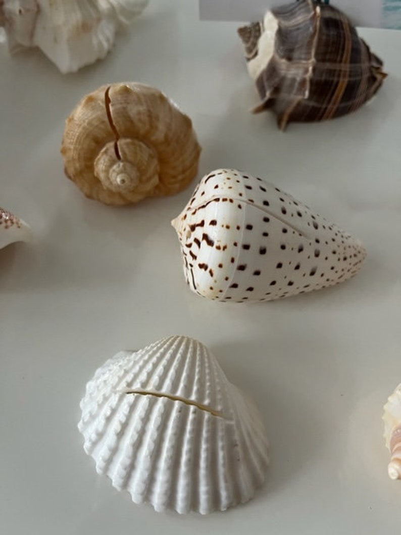Seashell Place Card Holders 10/20/50/100 Beach Weddings Bridal Showers Parties Baby Showers Engagement Dinner Party Cards image 5