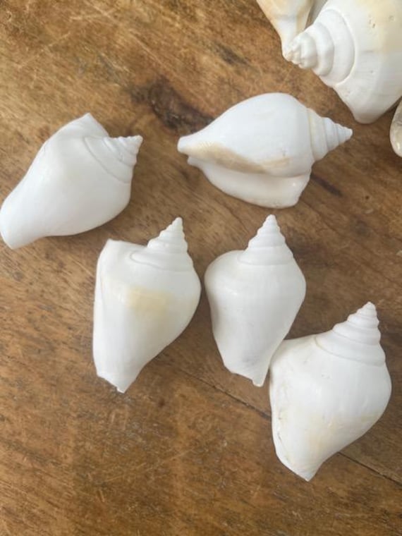 100 mini conchiglie bianche: conchiglie naturali da spiaggia, artigianato fai da te - Italia