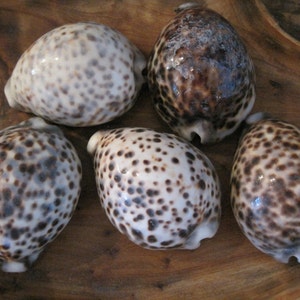 Large Real Cowrie Shells (2 pcs) - Seashells - Seashell Supply - Craft Seashells - Cowrie Shells - Coastal Home Decor - Spotted Shells