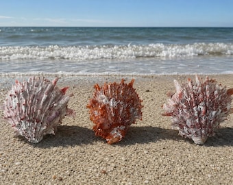 Rare Pink & Orange Thorny Oyster Shells (1 pc) - Specimen Shell - Rare Shells - Seashell Supply  - Collectible Shells - Coastal Home Decor