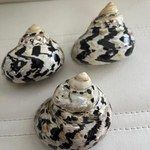 May include: Three seashells with a black and white mottled pattern. The shells are cone-shaped and have a smooth, glossy finish.