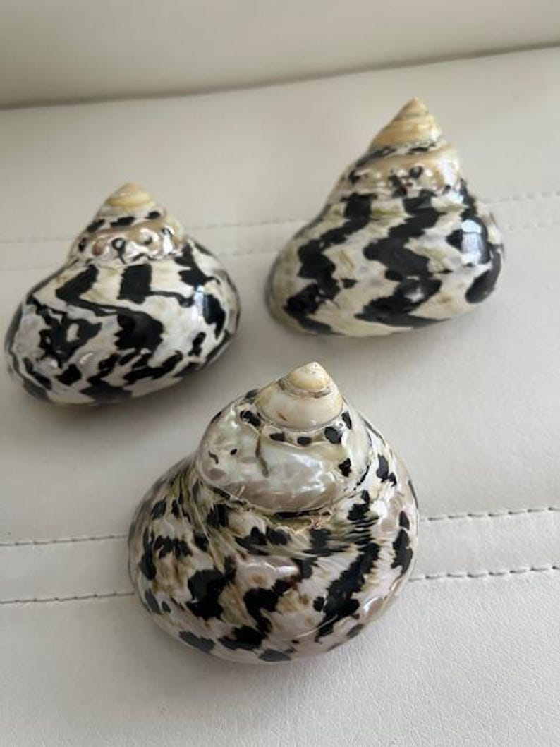 May include: Three seashells with a black and white mottled pattern. The shells are cone-shaped and have a smooth, glossy finish.
