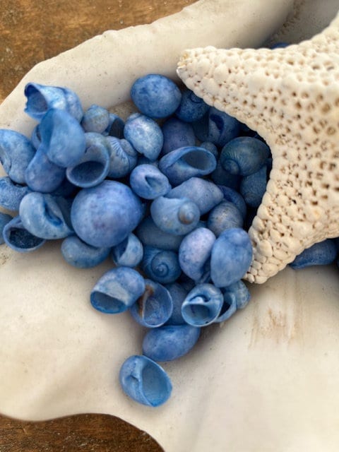 Dark Blue Dyed Bubble Shells (25 Pcs) - Craft Shells - Coastal Home ...