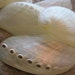 see more listings in the Seashells/Starfish section