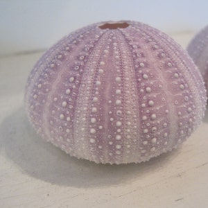 Beach Decor Purple Sea Urchins 3 pc Natural Seashells Coastal home decor Seashell Supply image 2