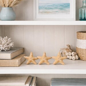 Op de afbeelding: Drie beige zeesterdecoraties op een witte plank. De plank bevat ook boeken, een vaas met gedroogde planten, een ingelijste foto van de oceaan en andere decoratieve items. Het algemene thema is kustdecoratie.