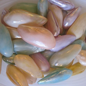Dyed Small Mussel Shells (5 PC) - Pearlized Mussel Shell - Seashell Supply - Beach Wedding - Craft Seashells - Coastal Home Decor