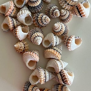 Candy Snail Seashells (15) - Seashell Supply - Craft Seashells - Etsy