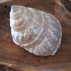 Beach Decor - Wavy Top Polished Turbo Shell -  Turbo Shell - Seashell Supply - Seashells - Shells - Natural Shells - Beach Wedding