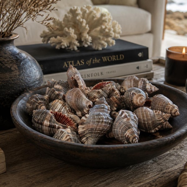 Hairy Triton Seashells (6 PC) - Shells - Seashell Supply  - Craft Seashells - Coastal Home Decor - Brown Craft Shells - Nautical Shells