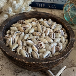 Olive Seashells (15 pcs) - Light Colored Olive Shells - Seashell Supply - Craft Seashells - Coastal Home Decor - Seashell Crafts - Frames