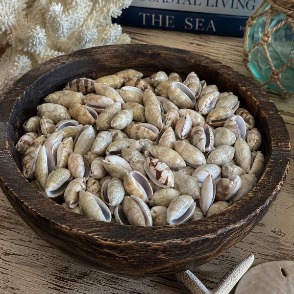 Olive Seashells (15 pcs) - Light Colored Olive Shells - Seashell Supply - Craft Seashells - Coastal Home Decor - Seashell Crafts - Frames