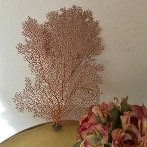 Beach Decor Natural Red Atlantic Sea Fan (1 PC)  10-12" H - Coastal Home Decor - Natural Sea Fan - Reef - Coral - Seashells  - Beach Wedding