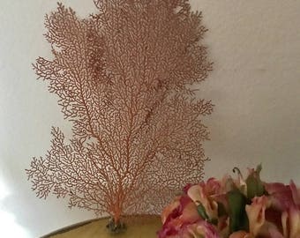 Beach Decor Natural (Real) Red Atlantic Sea Fan (1 PC)  10-12" H - Coastal Home Decor - Natural Sea Fan - Reef - Coral -Beach Wedding -Ocean