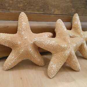 Op de afbeelding: Drie bruinbeige zeesterren met een getextureerd oppervlak en witte spikkels liggen op een licht houten oppervlak. De zeesterren zijn decoratieve items, geschikt voor een kust- of nautisch thema.