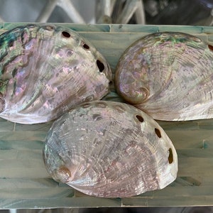 Beach Decor Silver Abalone Shell - Abalone Shells - Lg Abalone - Seashell Supply - Beach Wedding - Craft Seashells - Coastal Home Decor