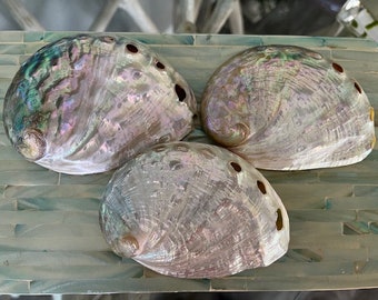 Beach Decor Silver Abalone Shell - Abalone Shells - Lg Abalone - Seashell Supply - Beach Wedding - Craft Seashells - Coastal Home Decor