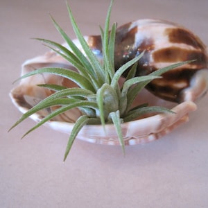 Harpa Shell Airplant - Air Plant - Beach Decor -  Harpa Shell - Seashell Supply - Seashells - Shells - Natural Shells - Beach Wedding