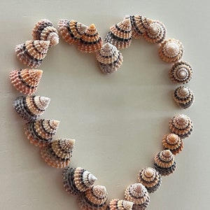 Candy Snail Seashells (15) - Seashell Supply - Craft Seashells - Etsy