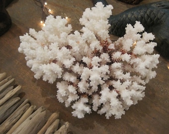 Beach Decor Brown Stem Coral - Natural Coral - Seashells- Beach Decor - Coastal Home Decor - White Coral - Seashells - Shell Supply