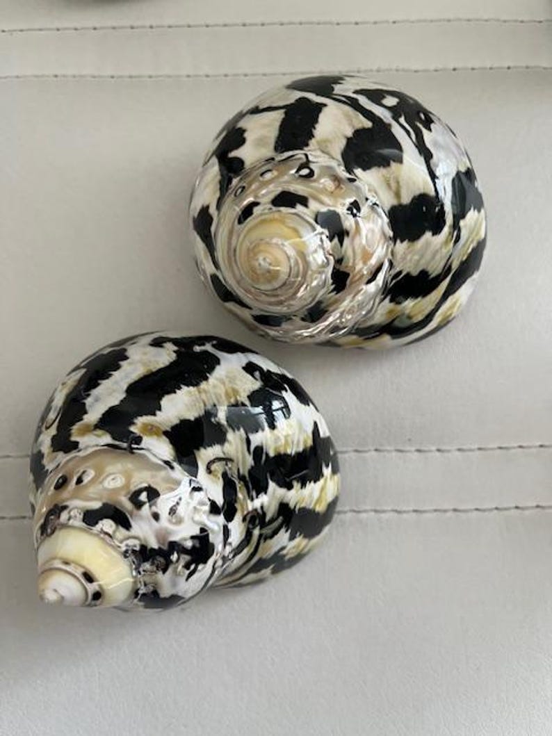 May include: Two black and white seashells with a brown and yellow swirl pattern. The shells are smooth and glossy.