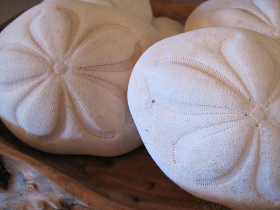 Large Sea Biscuits 2 PC Large Sand Dollars Seashell Supply