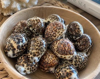 Large Real Spotted Tiger Cowrie Shells (2 pcs) - Seashells - Display Seashells - Cowrie Shells - Coastal Home Decor - Spotted Shells -Crafts