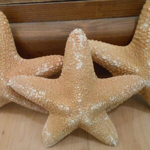 Op de afbeelding: Drie grote, bruinbeige zeesterren met een textuur en witte vlekken zijn gerangschikt op een licht houten oppervlak. De zeesterren staan in verschillende posities, sommige overlappen elkaar, wat een kust- of nautisch thema cre&euml;ert.